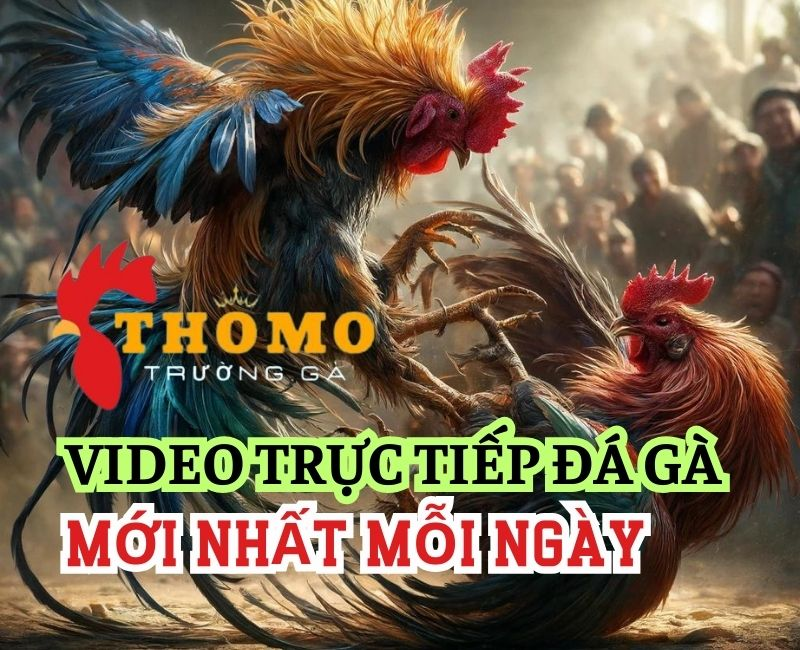 Kinh Nghiệm và Chiến Thuật Trong Đá Gà Thomo