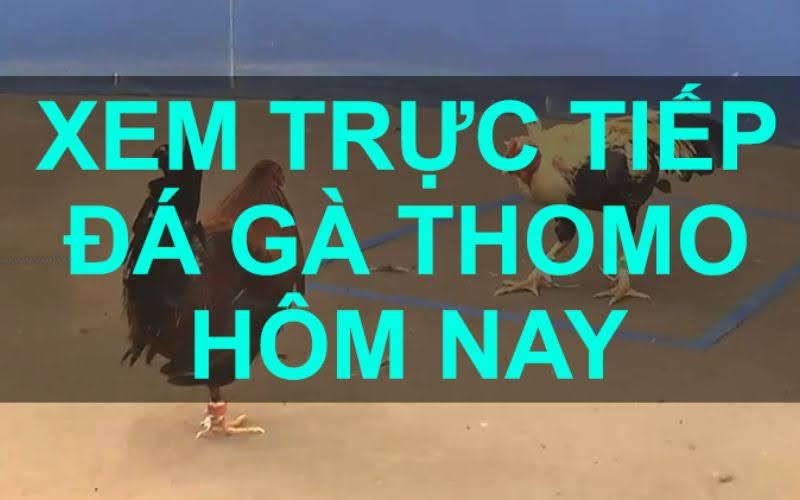 Tiếp Đá Gà Thomo Trực Tuyến