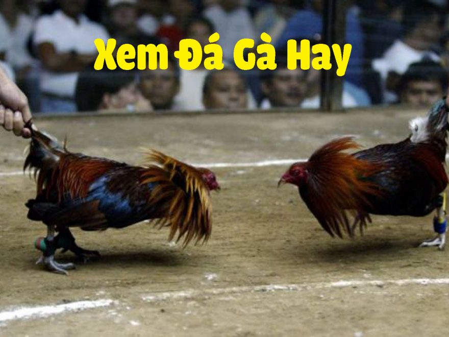 Cá Cược Đá Gà Thomo